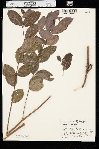 Apocynum × floribundum image