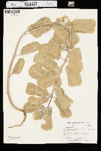 Asclepias arenaria image