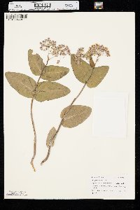 Asclepias humistrata image