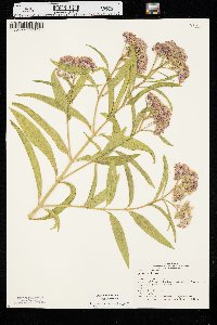 Asclepias incarnata var. incarnata image