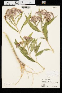 Asclepias incarnata var. incarnata image