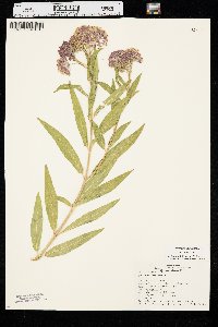 Asclepias incarnata var. incarnata image