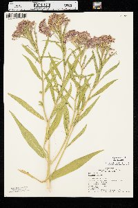 Asclepias incarnata var. incarnata image