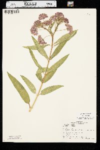 Asclepias incarnata var. incarnata image