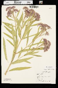 Asclepias incarnata var. incarnata image