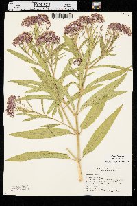 Asclepias incarnata var. incarnata image