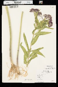 Asclepias incarnata var. incarnata image