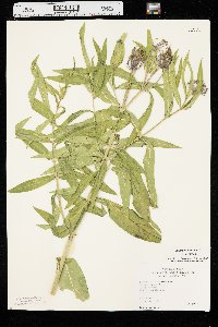 Asclepias incarnata var. incarnata image