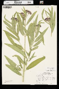 Asclepias incarnata var. incarnata image