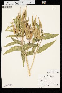 Asclepias incarnata var. incarnata image