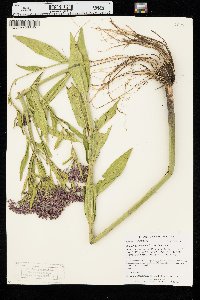 Asclepias incarnata var. incarnata image