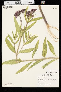 Asclepias incarnata var. incarnata image