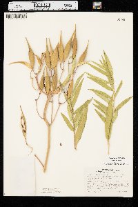 Asclepias incarnata var. incarnata image