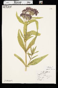 Asclepias incarnata var. incarnata image
