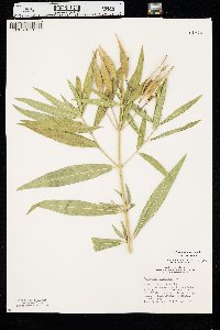 Asclepias incarnata var. incarnata image