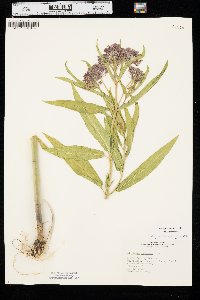 Asclepias incarnata var. incarnata image