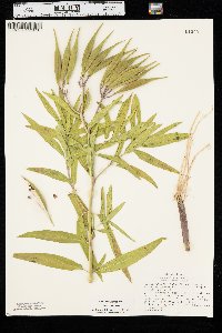 Asclepias incarnata var. incarnata image