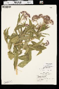 Asclepias incarnata var. incarnata image