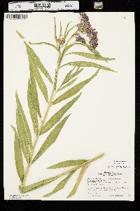 Asclepias incarnata var. incarnata image