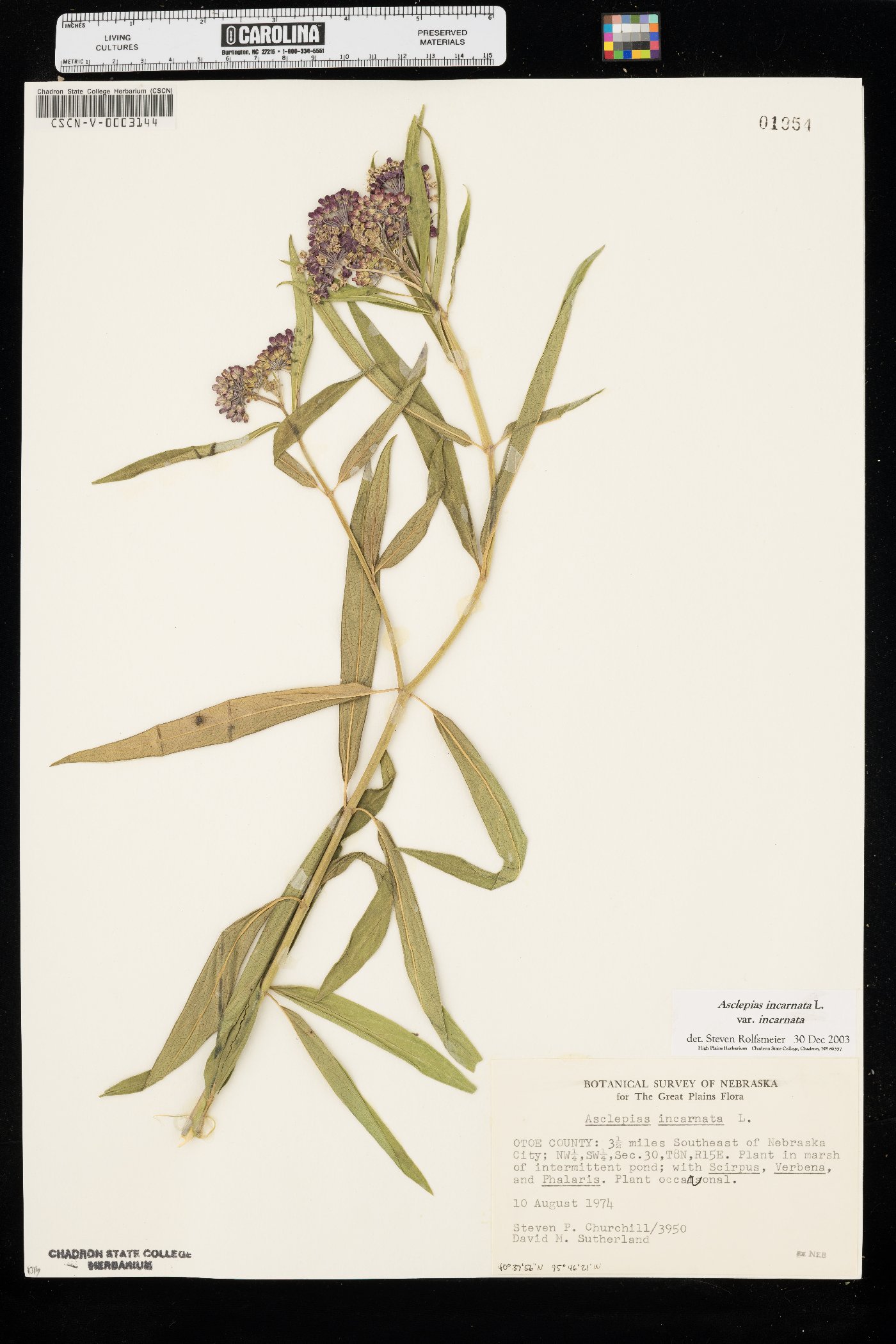Asclepias incarnata var. incarnata image