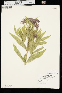 Asclepias incarnata var. incarnata image