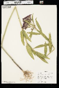 Asclepias incarnata subsp. incarnata image