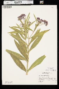 Asclepias incarnata var. incarnata image