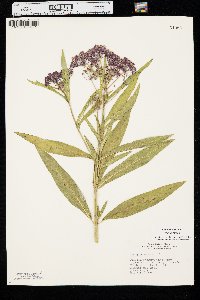 Asclepias incarnata var. incarnata image