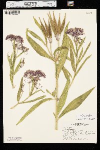 Asclepias incarnata var. incarnata image