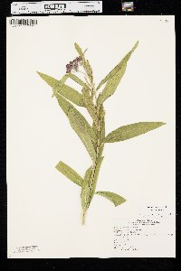 Asclepias incarnata var. incarnata image