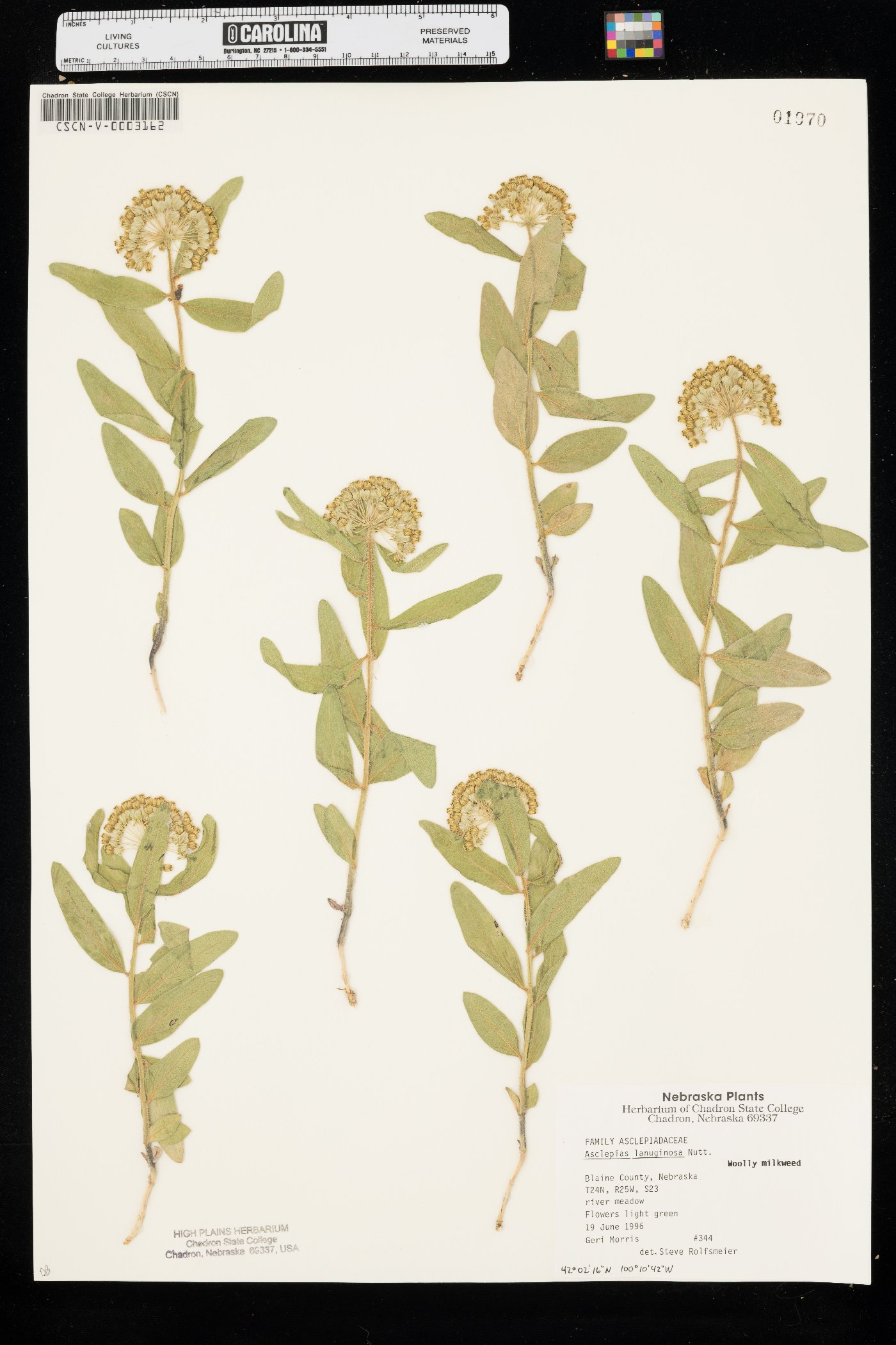 Asclepias lanuginosa image