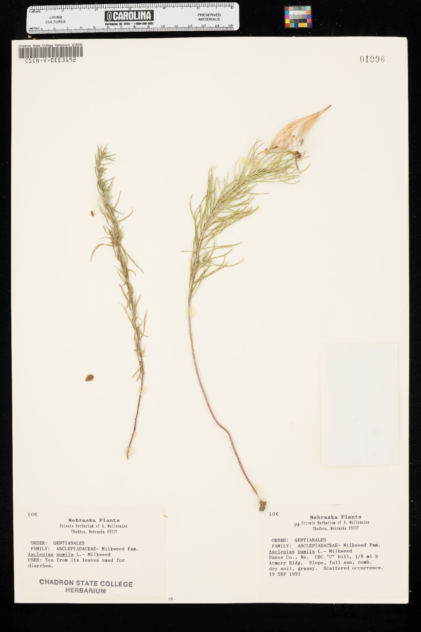 Asclepias pumila image