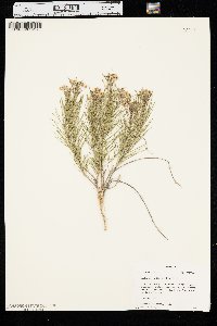 Asclepias pumila image