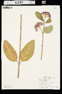 Asclepias purpurascens image