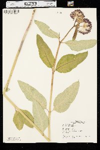 Asclepias purpurascens image