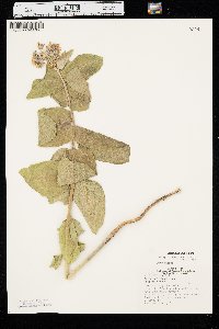 Asclepias speciosa image