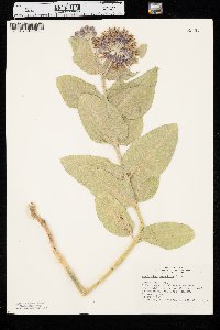 Asclepias speciosa image