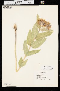 Asclepias speciosa image