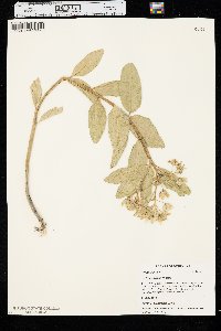 Asclepias viridis image