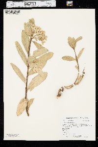 Asclepias viridis image