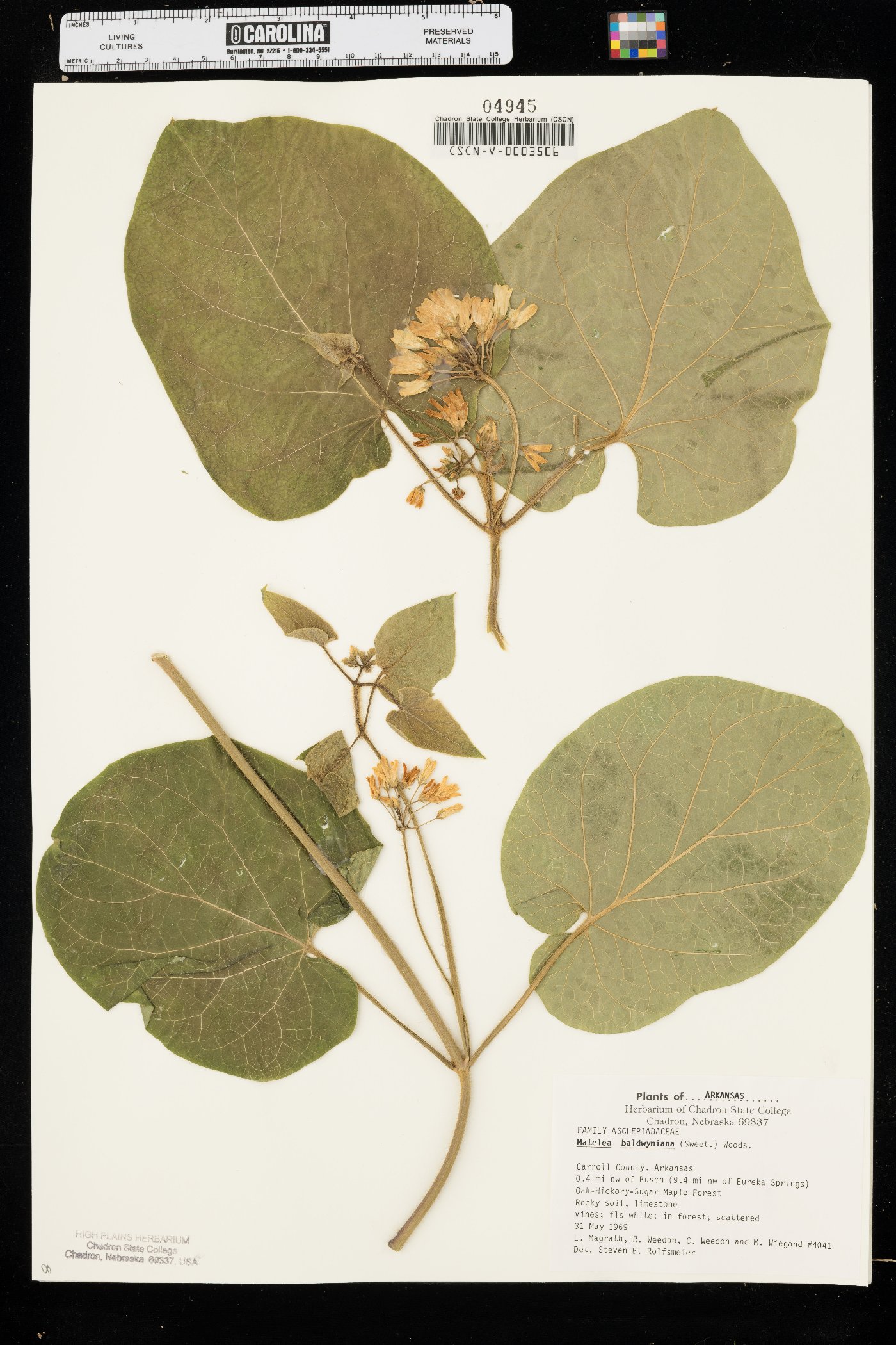 Matelea baldwyniana image