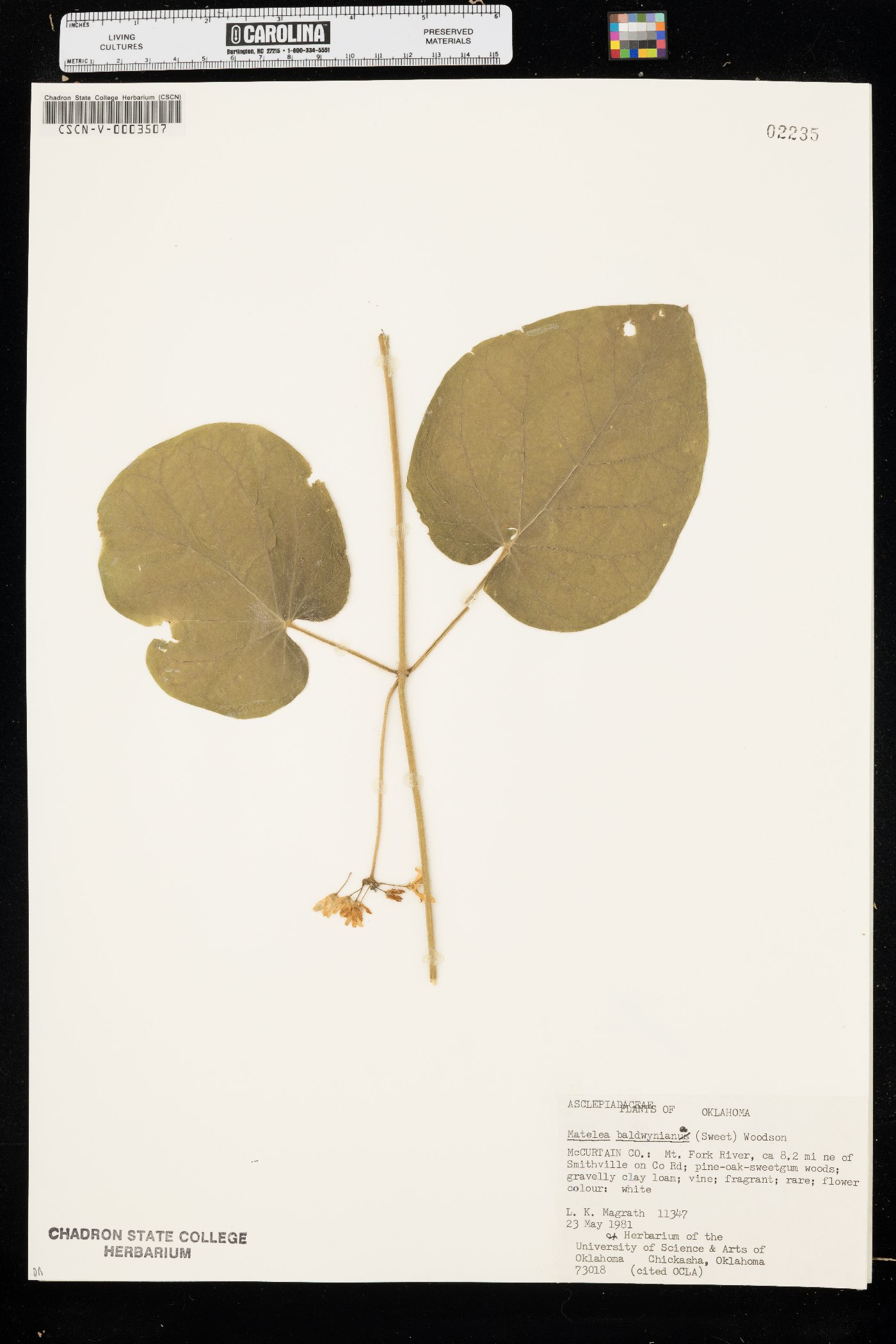 Matelea baldwyniana image