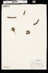 Stapelia variegata image
