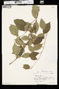 Ilex ambigua image