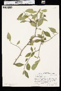 Ilex ambigua image