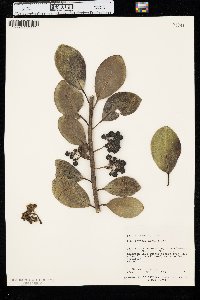 Ilex anomala image