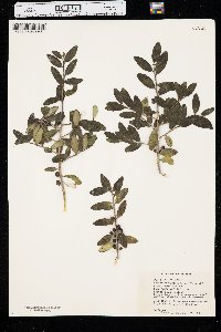 Ilex vomitoria image