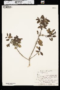 Ilex vomitoria image