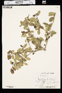 Ilex vomitoria image