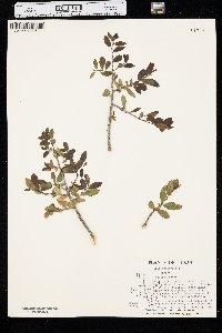 Ilex vomitoria image